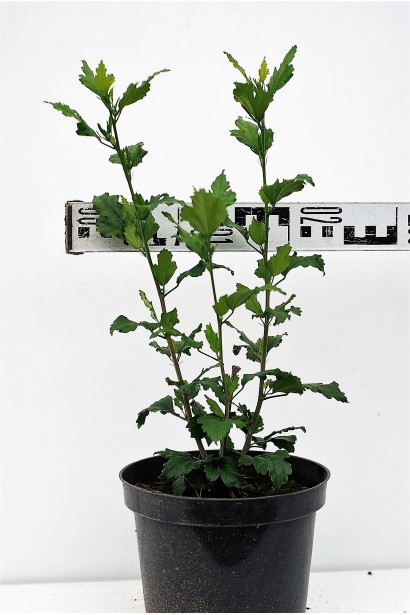 Гібіскус Дюк де Брабант С3 діаметр 10-15 см