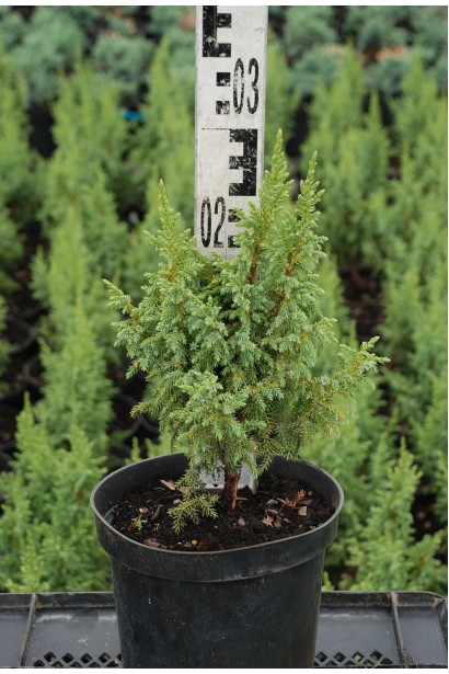 Ялівець лускатий Лодері саджанець в горщику 3 л висота 20-30 см