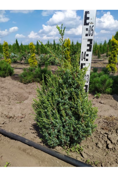 Ялівець лускатий Лодері в полі в розсаднику висота 40-50 см