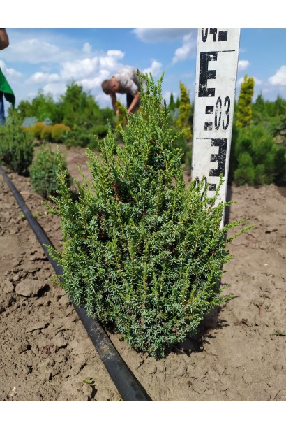 Ялівець Loderi на полі з комом висота 30-40 см