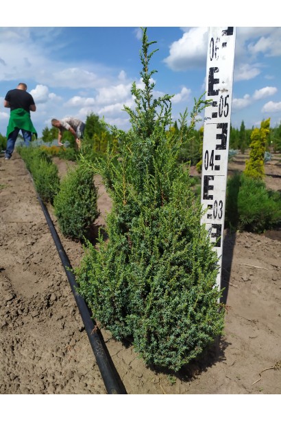  Juniperus pingii Loderi 50-60 см