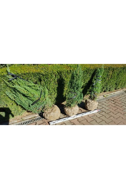 Ялівець лускатий Лодері з комом землі в мішковині в сітці