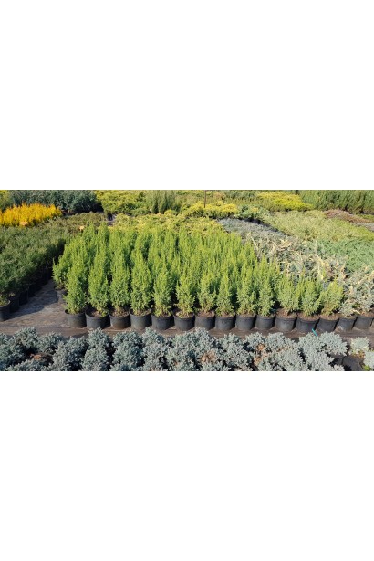 Саджанці ялівцю Лодері на торгівельному майданчику в садовому центрі