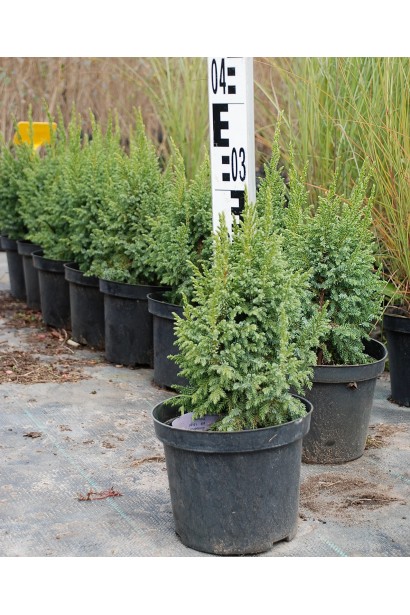 Ялівець лускатий Пінг Лодері саджанець в горщику