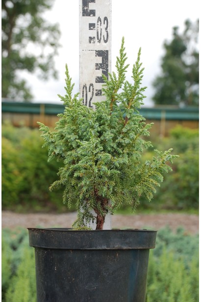 Ялівець лускатий Лодері 20-30 см в контейнері 3 л