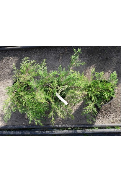 Саджанці Мікробіоти перехреснопарної в горщиках