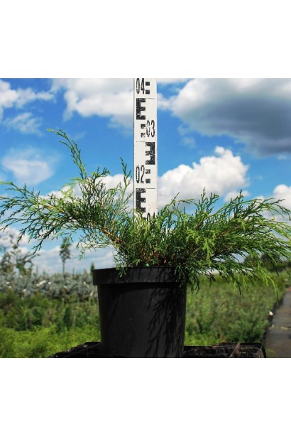 Мікробіота перехреснопарна в горщику 3 л висота 20-25 см