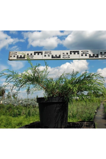 Мікробіота перехреснопарна в горщику 3 л діаметр 40-50 см