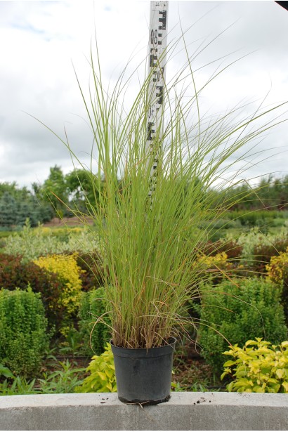Мискантус Фернер Остен в контейнере 5 л 60-80 см