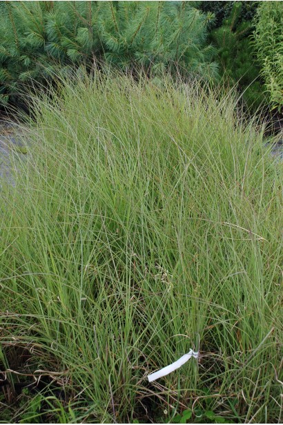 Мискантус Фернер Остен саженцы в садовом центре