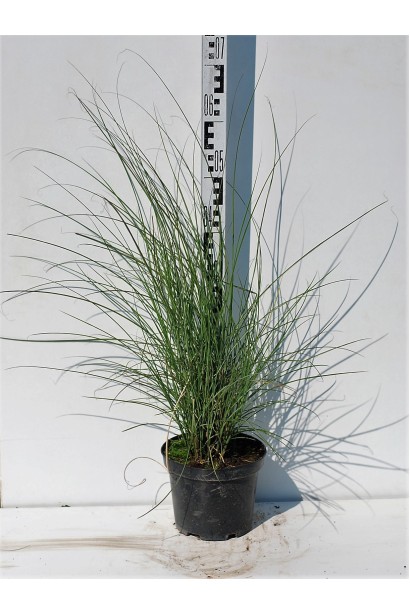 Міскантус китайський Грацілімус в горщику висота 60-80 см