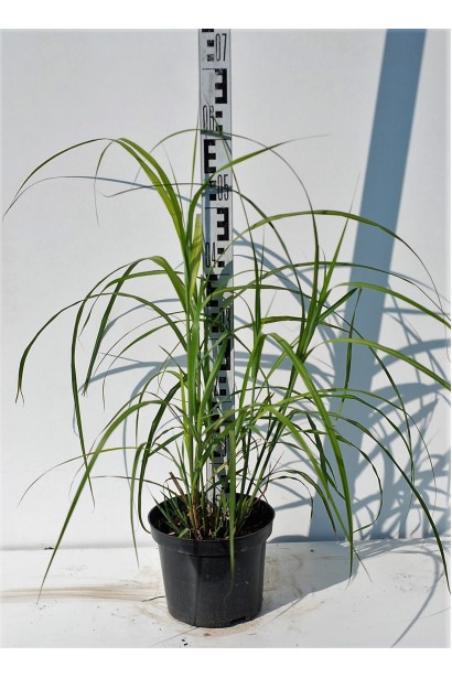 Міскантус Гросс Фонтан саджанець 40-70 см в горщику 