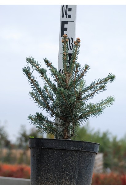 Ялина Супер Блю Сідлінг в горщику 3 л 30-35 см