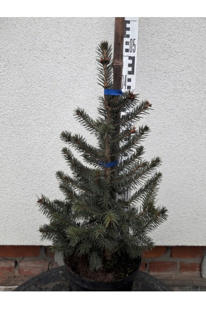 Ялина колюча Супер Блю Сідлінг 30-50 см