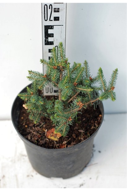 Ель ситхинская Нана | Ялина ситхінська Нана | Picea sitchensis Nana