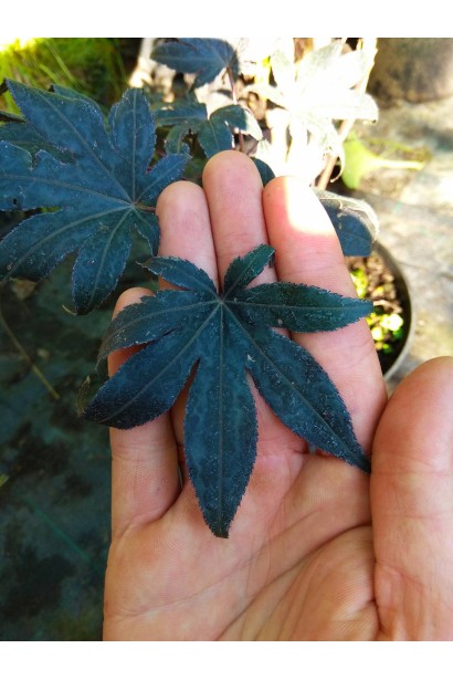 Колір листя клена Блудгуд в тіні