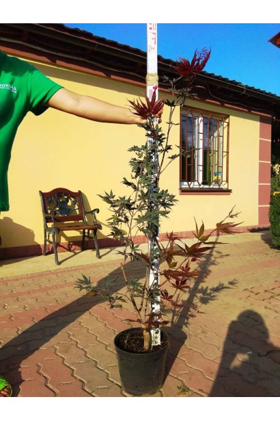 Acer palmatum Bloodgood
