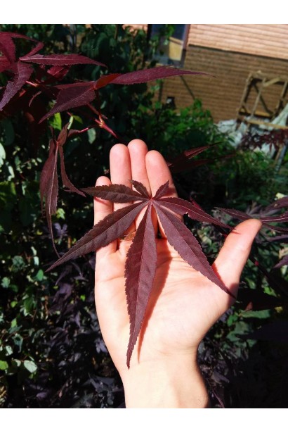 Клен Bloodgood розсічене віялоподібне листя