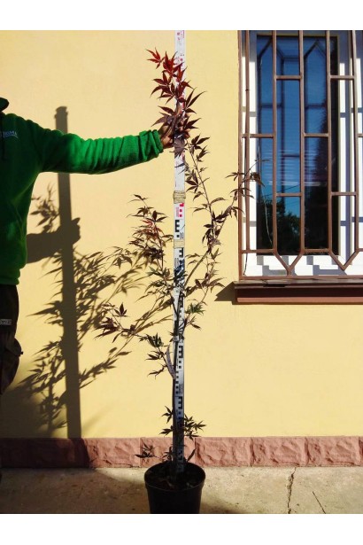 Клен пальмолистий Бладгуд саджанець в контейнері