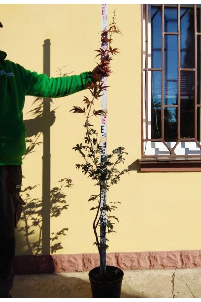 Клен віяловий  Блудгуд в горщику