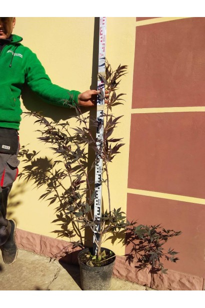 Клен Bloodgood саджанець 100-120 см