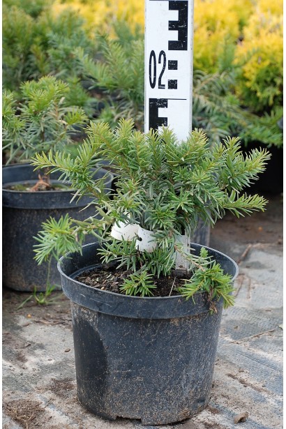 Тис ягідний Репанденс - 3л/10-15см/10см