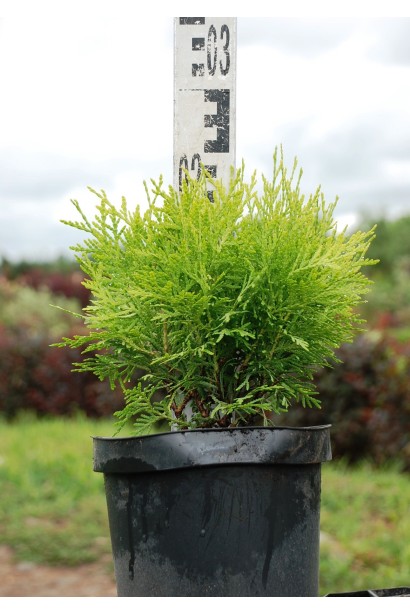 Туя Даніка Ауреа - 3л/20-25см/20см