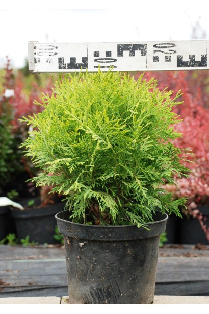 Туя західна Даніка Ауреа 