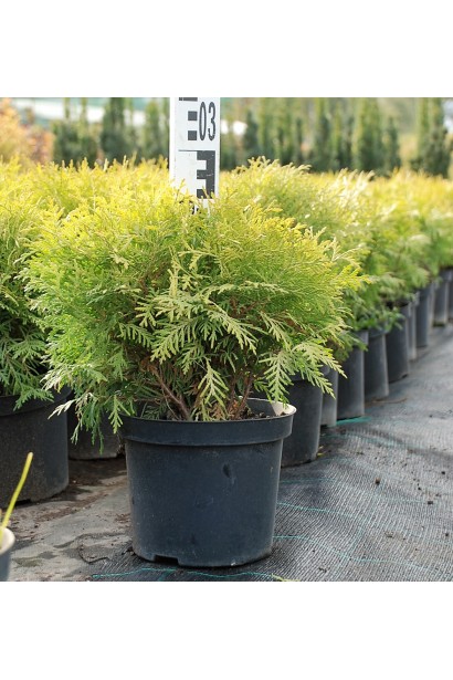 Туя Даніка Ауреа - 3л/30см/30см