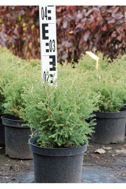 Туя западная Мистер Боулинг Болл 