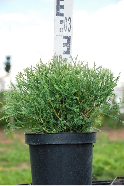 Туя западная Мистер Боулинг Болл - 3л/15-20см/20-30см