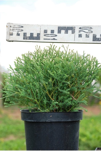 Туя западная Мистер Боулинг Болл - 3л/15-20см/20-30см