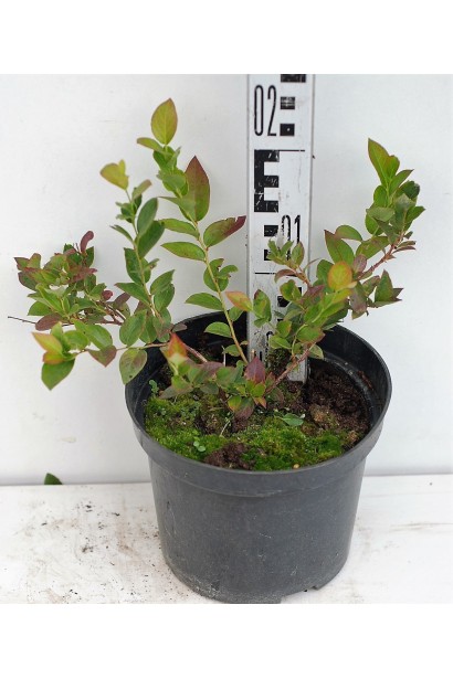 Голубика высокорослая Дюк в горшке 3 л