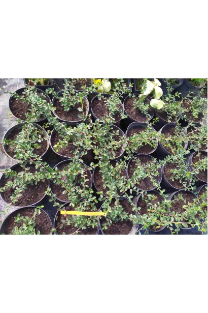 Кизильник Урсинов саженцы в горшке.