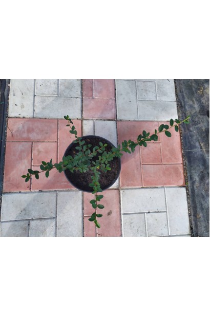 Кизильник гибридный Урсинов саженец С3