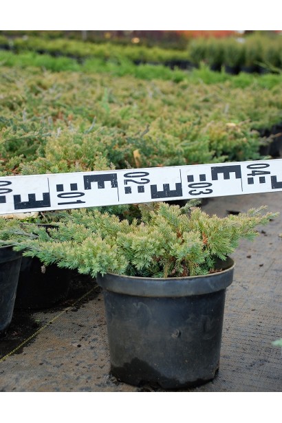 Можжевельник лежачий Бонин Айслс саженец 3 л, диаметр 30-40 см