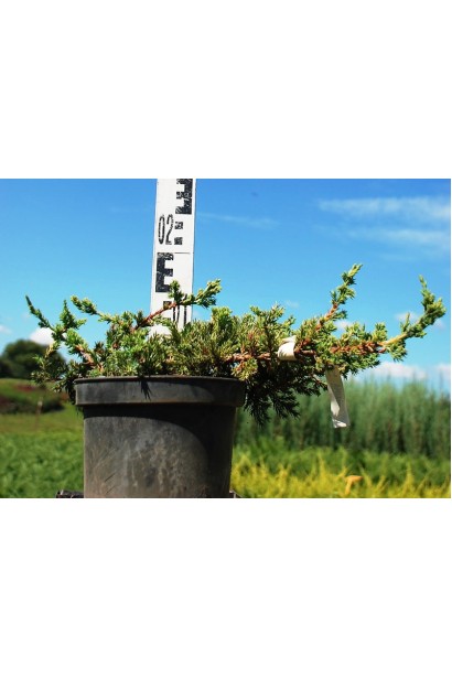 Можжевельник лежачий Бонин Айслс саженец 3 л, высота 10-15 см