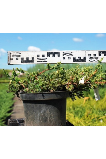 Можжевельник лежачий Бонин Айслс в горшке 3 л, диаметр 30-40 см