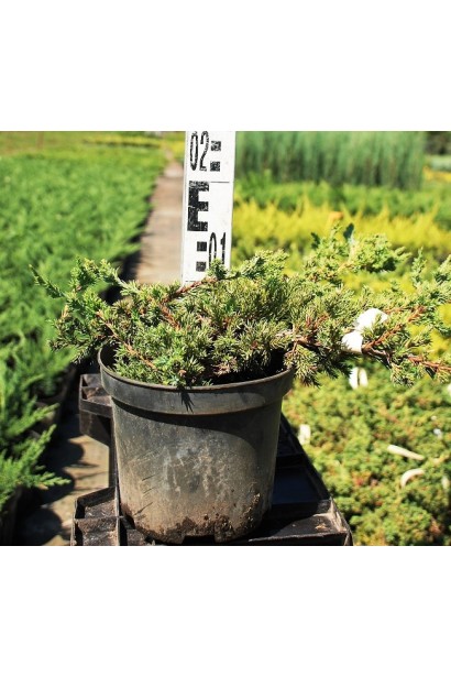 Можжевельник лежачий Бонин Айслс в горшке 3 л