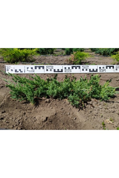 Можжевельник лежачий Бонин Айслс ком/диаметр 50-60 см