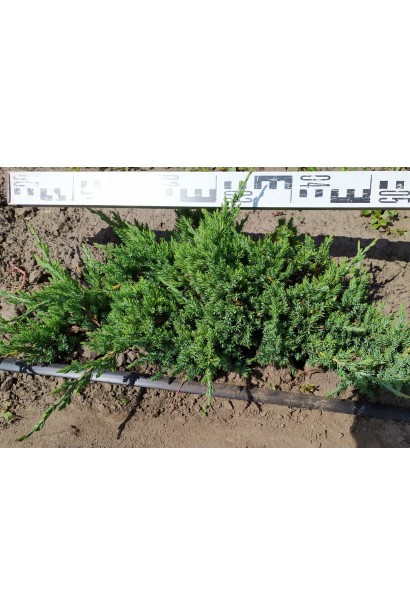 Можжевельник лежачий Бонин Айслс в поле, в питомнике
