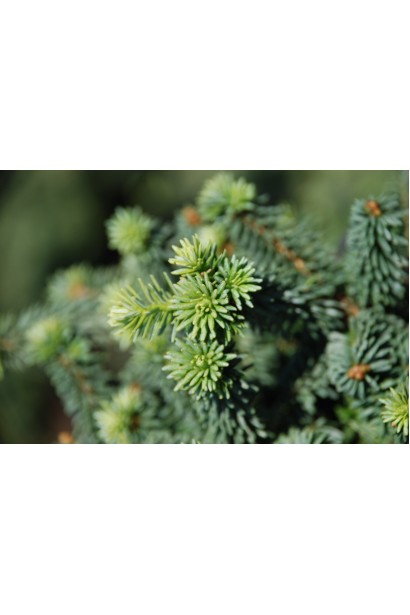 Хвоя ялиці Пікколо: коротка, м’яка, з насиченим бальзамічним ароматом.