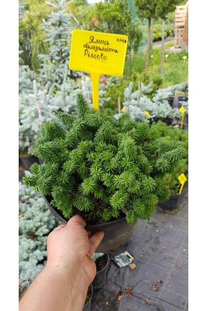 Саджанець ялиці Пікколо: компактний варіант для альпінаріїв та невеликих садів.
