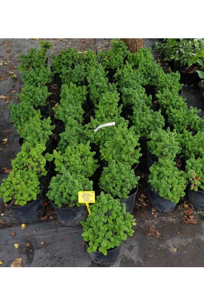 Саджанець ялиці Пікколо: ідеальний вибір для контейнерного вирощування або декору терас.