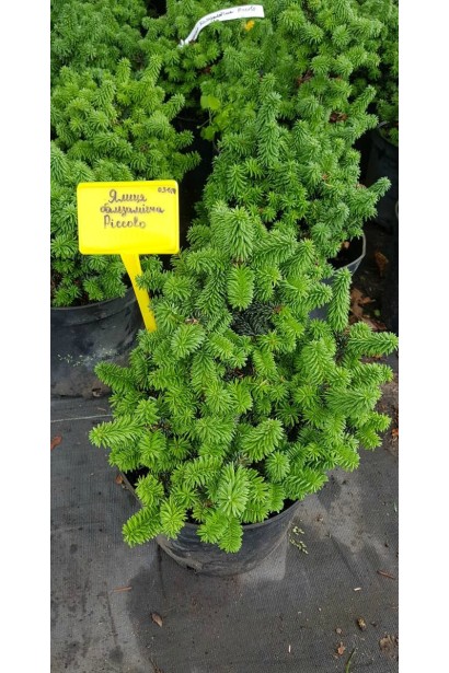 Ялиця бальзамічна Пікколо 