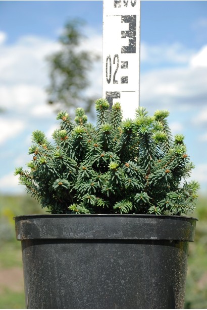 Ялиця бальзамічна Пікколо - 5л/вис.15-20см/Ø15-20см
