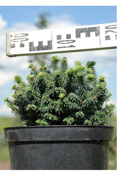 Ялиця бальзамічна Пікколо - 5л/вис.15-20см/Ø15-20см