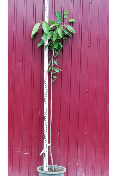 Саджанцець черешні Любава для смачних жовтих ягід.