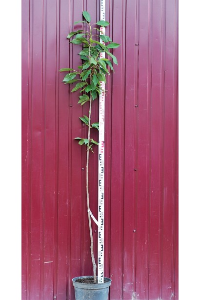 Саженец черешни Китаевская черная для посадки.