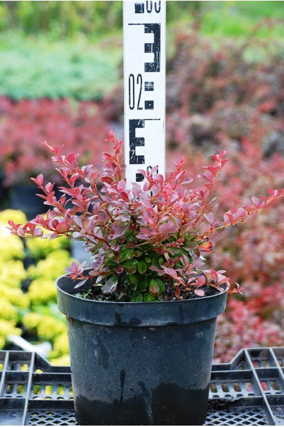 Барбарис Атропурпуреа Нана саджанець висота 10-15 см